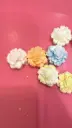 Carnation X-Small