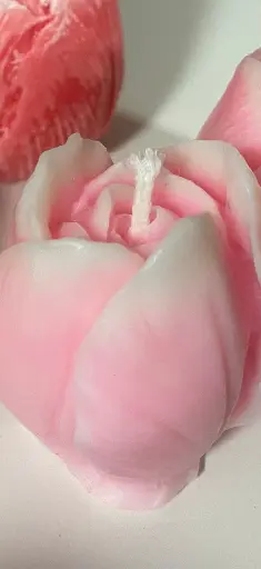 Tulip Medium 